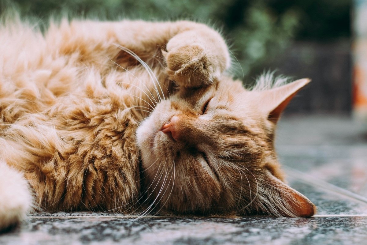 NexGard vs. Bravecto: Which Flea and Tick Treatment is Best for Your Pet? - Pet Supply